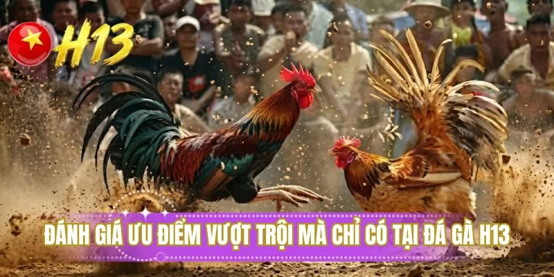 Đánh giá ưu điểm vượt trội mà chỉ có tại đá gà H13