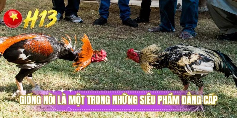 Giống nòi là một trong những siêu phẩm đẳng cấp